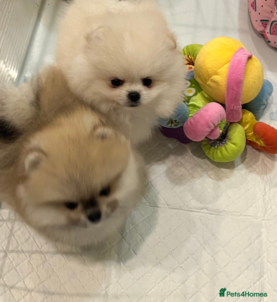 Pomeranian dogs for sale: Amazing Pom Puppies from Five Star breeder.  - Image 8