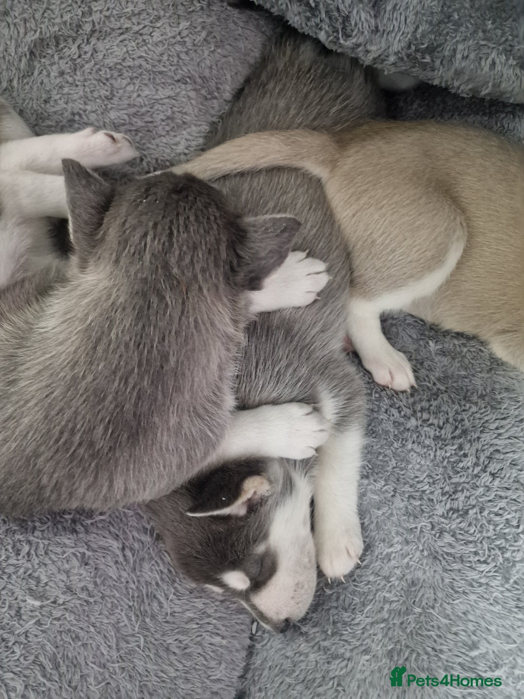 Siberian Husky dogs for sale: 4 lovely husky puppies for sale  - Image 8