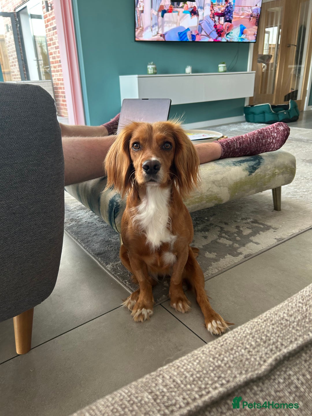 Cocker Spaniel dogs for sale: working cocker spaniel puppies - Advert 1