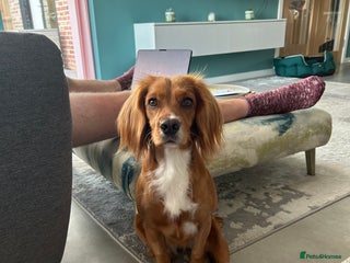 Cocker Spaniel dogs working cocker spaniel puppies - Advert 12