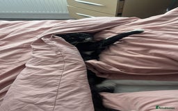 American Shorthair cats for sale: Two male cats Smudge 12 years old Oreo 3 years old - Image 2