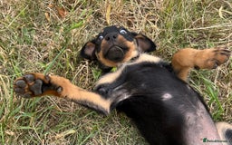 Rottweiler dogs for sale: Healthy Rottweiler puppies ready now  - Image 12