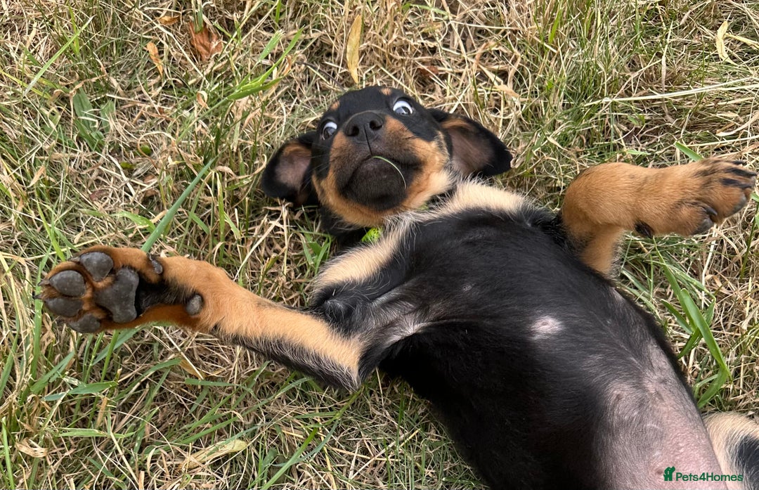 Rottweiler dogs for sale: Healthy Rottweiler puppies ready now  - Image 12