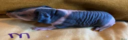 Guinea Pig rodents for sale: Skinny pig pups. Boys only  - Advert 6