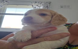 Cockapoo dogs for sale: Cockapoo puppoes - Image 9