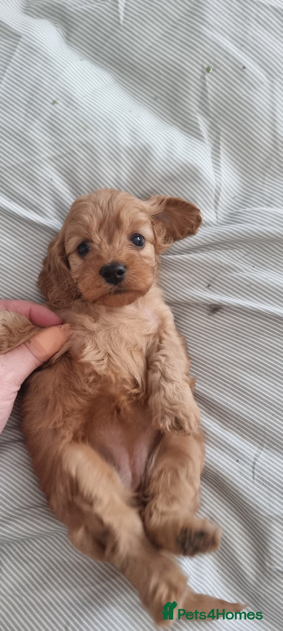 Cavapoo dogs Toy f1 cavapoos babies  - Advert 12