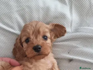 Cavapoo dogs Toy f1 cavapoos babies - Advert 12