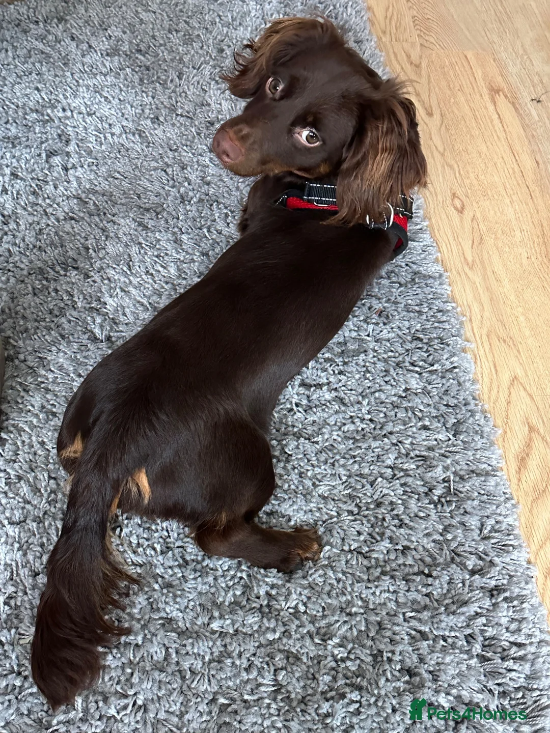 Miniature Dachshund dogs for sale: Miniature long-haired dachshund - Advert 2
