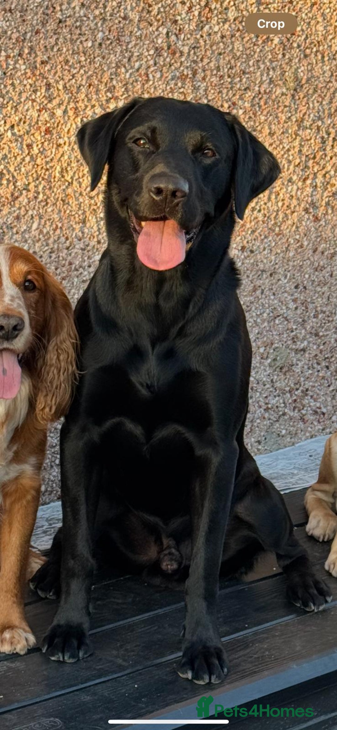 Labrador Retriever dogs for sale: KC Registered Labrador Retriever Puppies  - Advert 4