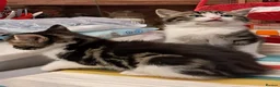 Mixed Breed cats for sale: Very energetic full of love kittens in Ilford - Advert 8