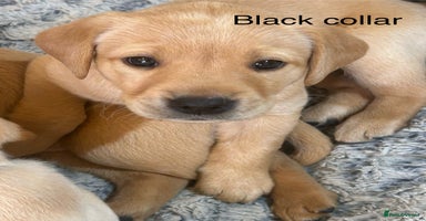Labrador Retriever dogs in Hereford - Advert 14