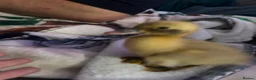 Ducks poultry for sale: Cayuga runner duck x  - Advert 2