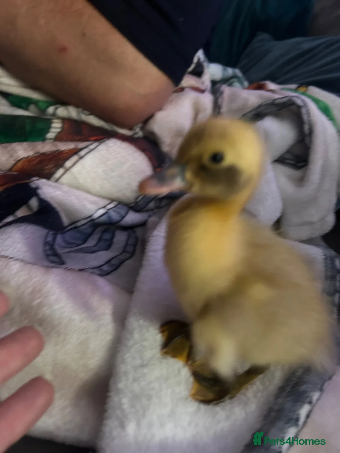 Ducks poultry for sale: Cayuga runner duck x  - Advert 2