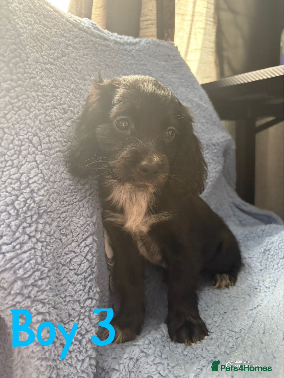 Cockapoo dogs for sale: F1b cockapoo - Image 4