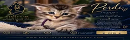 Maine Coon cats for sale: 😻Loving & Beautifully Bred Maine Coon Kittens - Advert 4