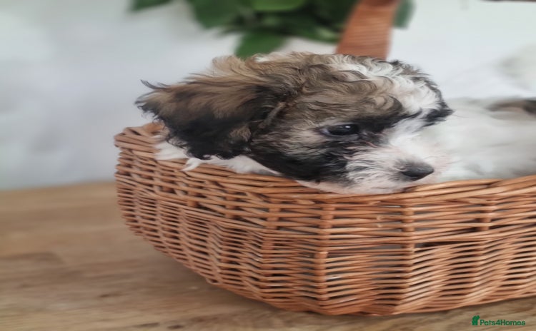 Maltipoo dogs - Advert 4