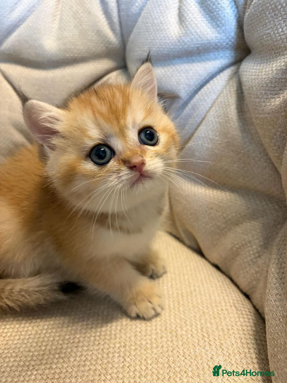British Shorthair cats Pedigree Golden British Shorthair Kitten READY! - Advert 2