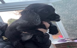 Cocker Spaniel dogs for sale: 4 stunning girl show cocker spaniels - Image 17