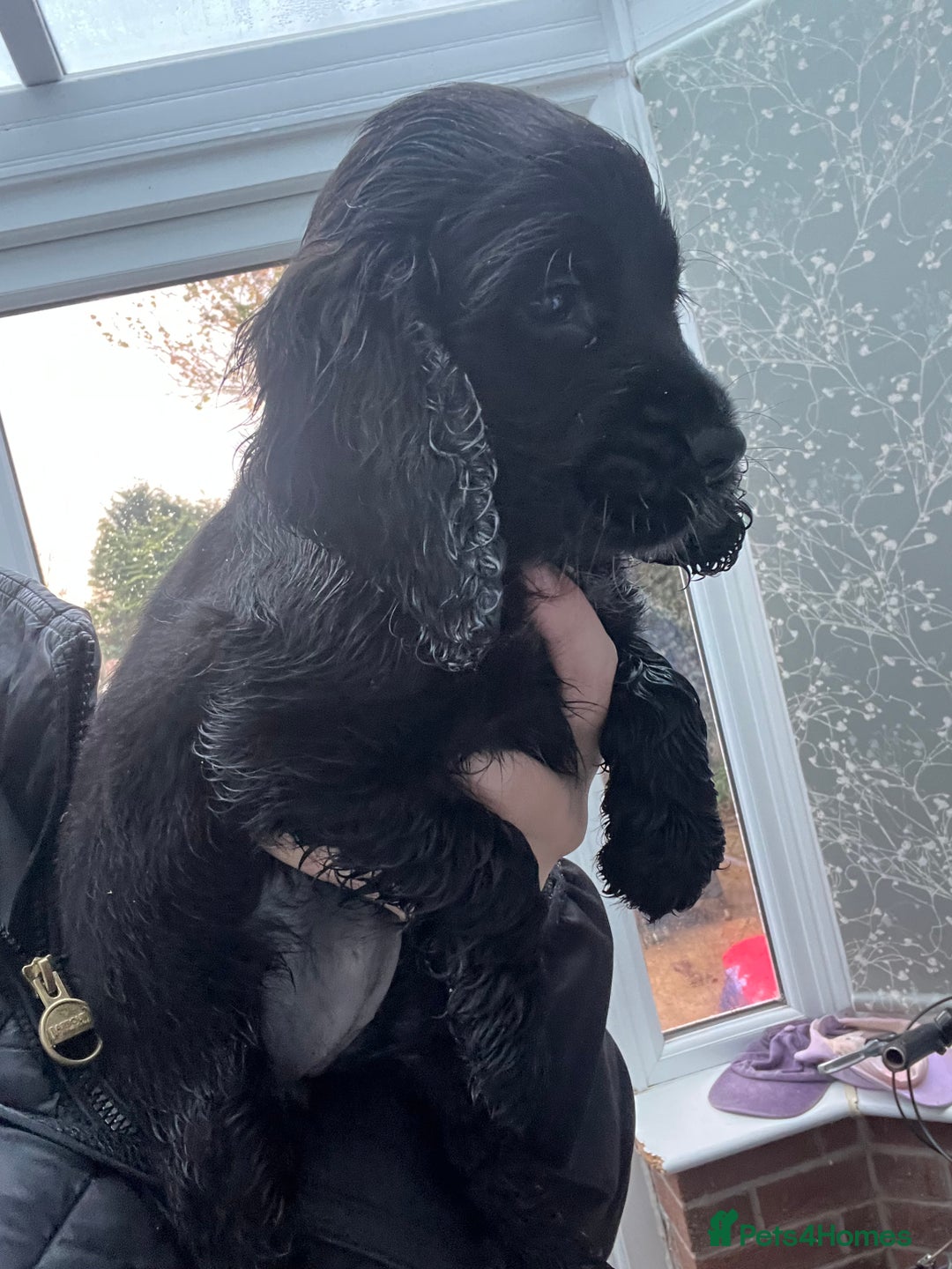 Cocker Spaniel dogs for sale: 4 stunning girl show cocker spaniels - Image 17