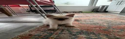 Ragdoll cats for sale: Ragdoll Kittens  - Advert 8