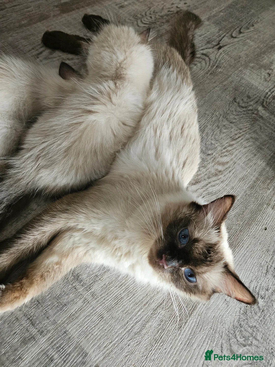 Ragdoll cats for sale: Beautiful Male/female ragdoll kittens - Advert 2