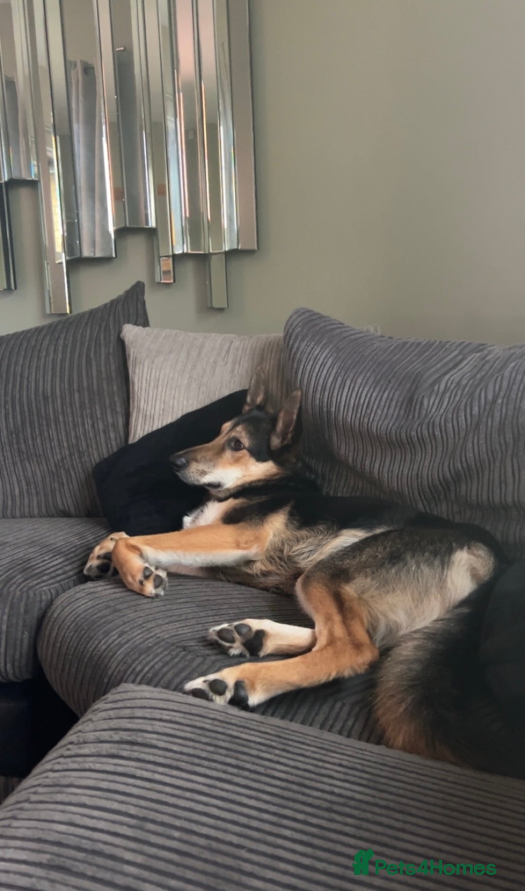 Mixed Breed dogs for sale: German Shephard x Collie - Image 8
