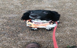 English Springer Spaniel dogs for sale: 11 month Male spaniel  - Image 4