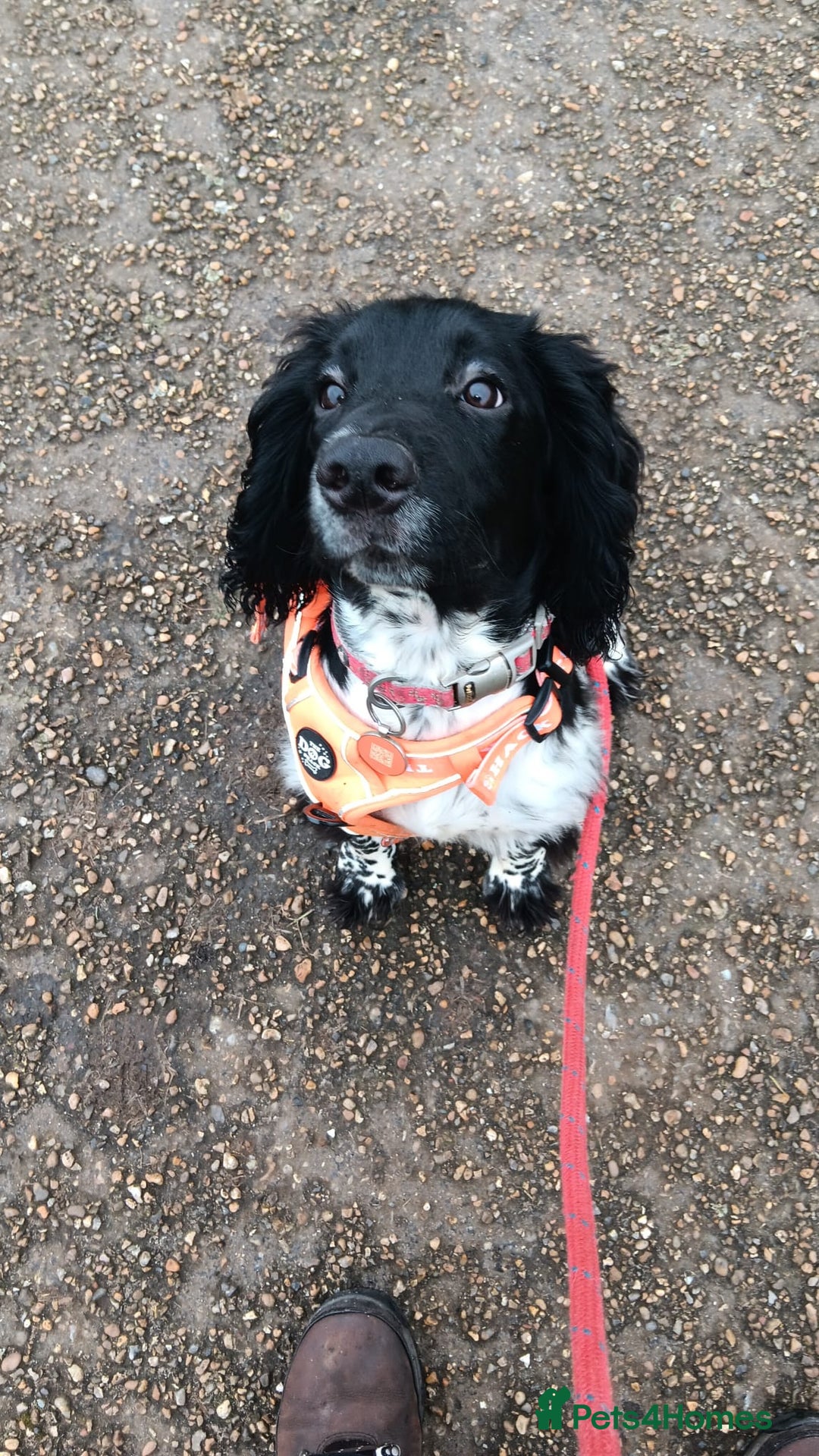 English Springer Spaniel dogs for sale: 11 month Male spaniel  - Image 4