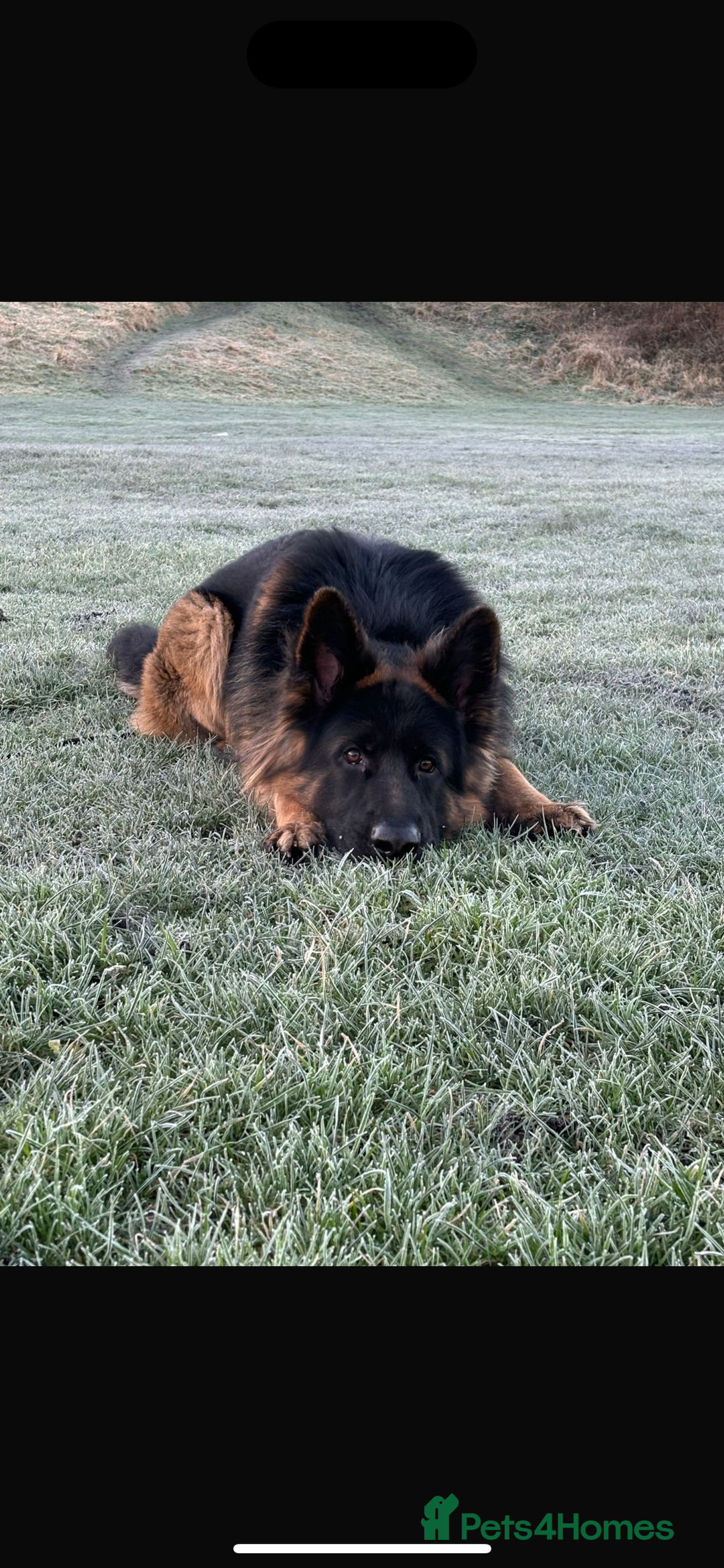 German Shepherd dogs for sale: German Shepherd for sale: Rocco - Advert 2