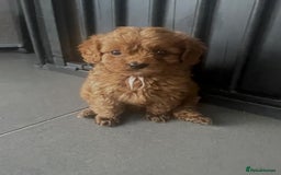 Cavapoo dogs for sale: Stunning Deep red health tested f1 cavapoos  - Image 23