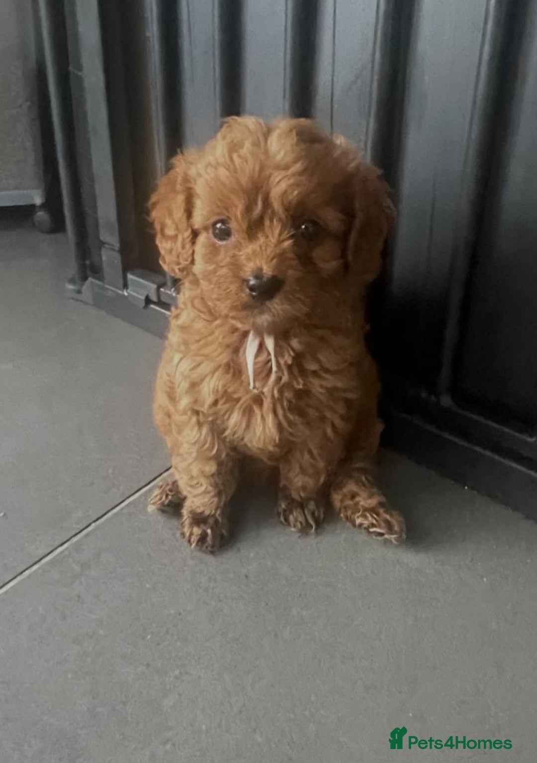 Cavapoo dogs for sale: Stunning Deep red health tested f1 cavapoos  - Image 23