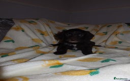 Cockapoo dogs for sale: Beautiful Cockapoo pups - Image 10