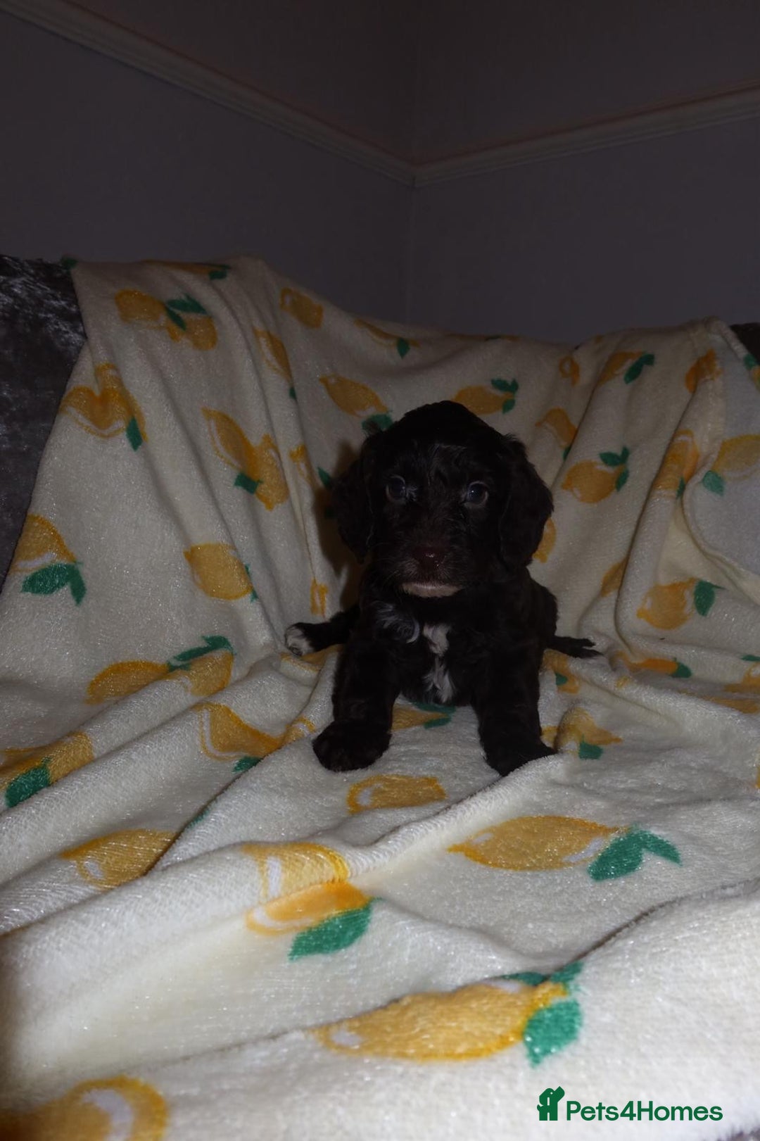 Cockapoo dogs for sale: Beautiful Cockapoo pups - Image 10