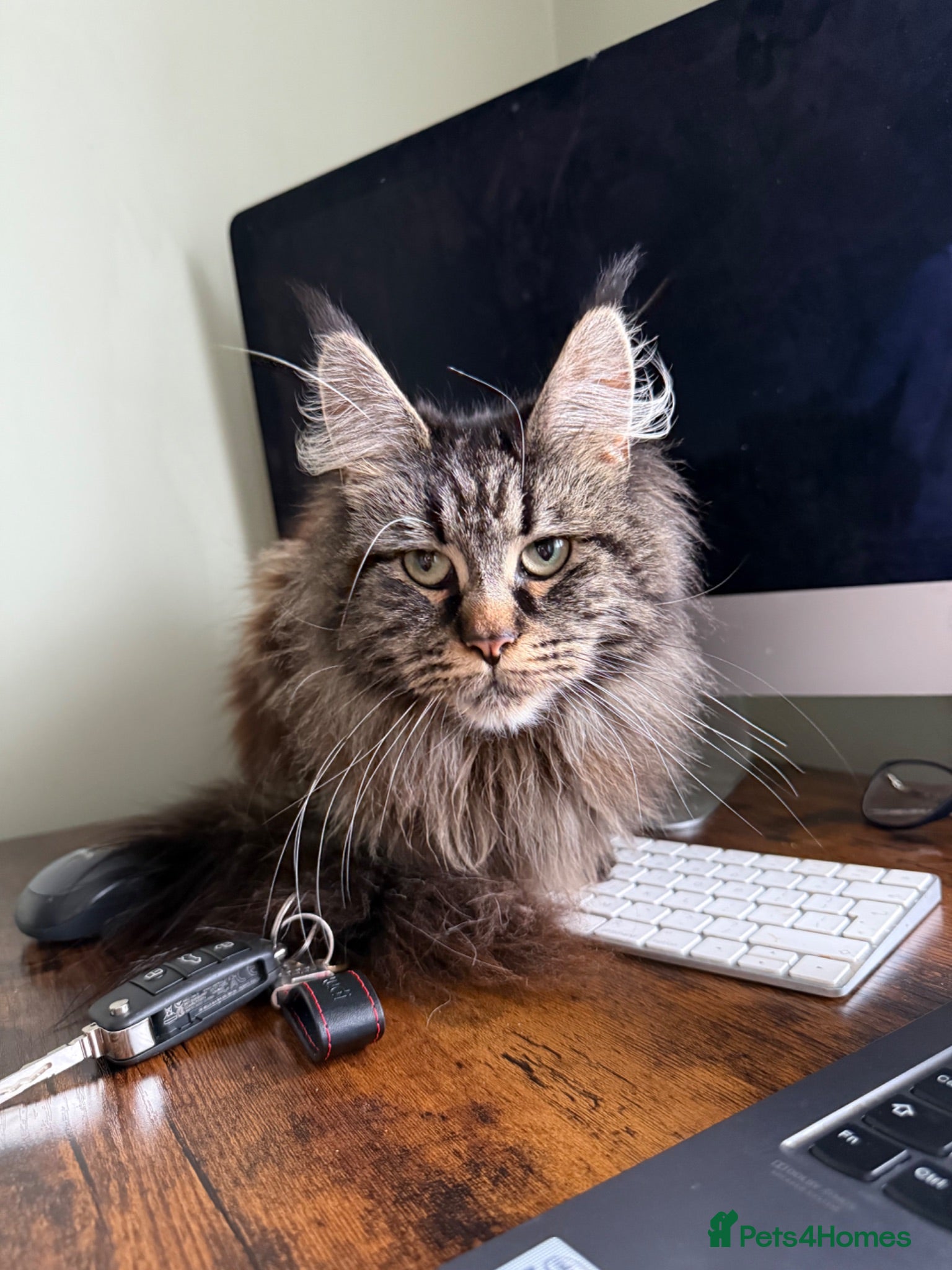 Maine Coon cats Main coon X kittens - Advert 4