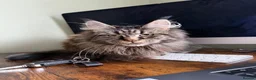 Maine Coon cats for sale: Main coon X kittens - Advert 1