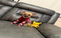 Chihuahua dogs for sale: GORGEOUS 9-WEEK-OLD CHIHUAHUA BOY 🩵 READY NOW!✨🐾 - Image 3