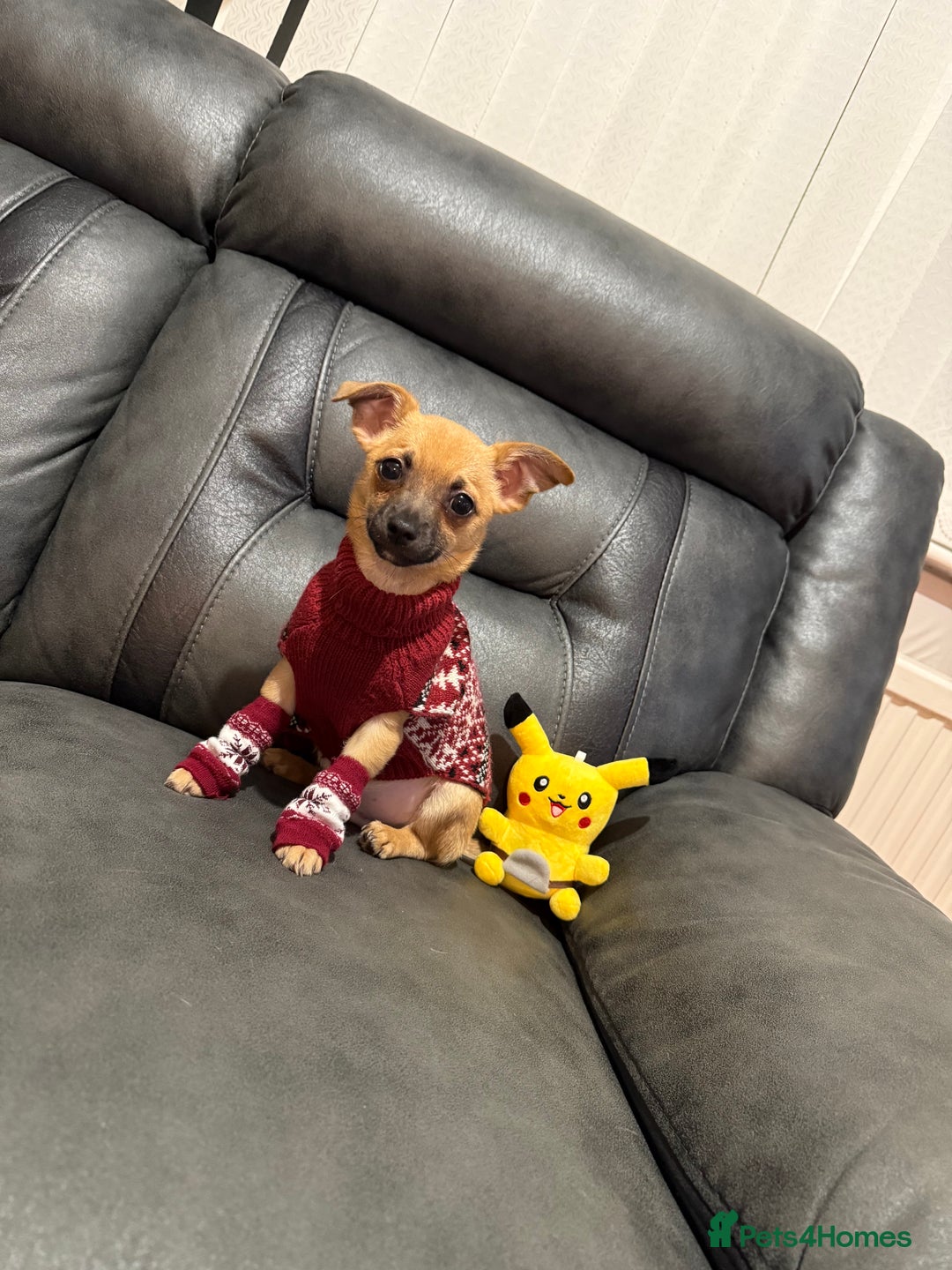 Chihuahua dogs for sale: GORGEOUS 9-WEEK-OLD CHIHUAHUA BOY 🩵 READY NOW!✨🐾 - Image 3