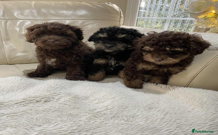 Cavapoo dogs - Advert 3