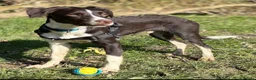 Sprollie dogs for sale: Blaze Sprollie Puppy - Advert 2