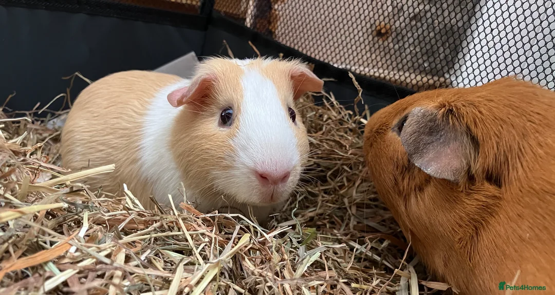 Guinea Pig rodents for sale: 2 males for good home - Advert 2