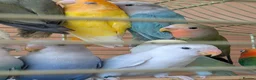 Lovebirds birds for sale: Baby Love Birds🦜 in Flint - Advert 6
