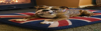 English Bulldog 1