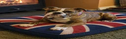 English Bulldog dogs for sale: 🇬🇧STUNNING KC ENGLISH BULLDOG SEEKS 5* HOME🇬🇧 - Advert 3
