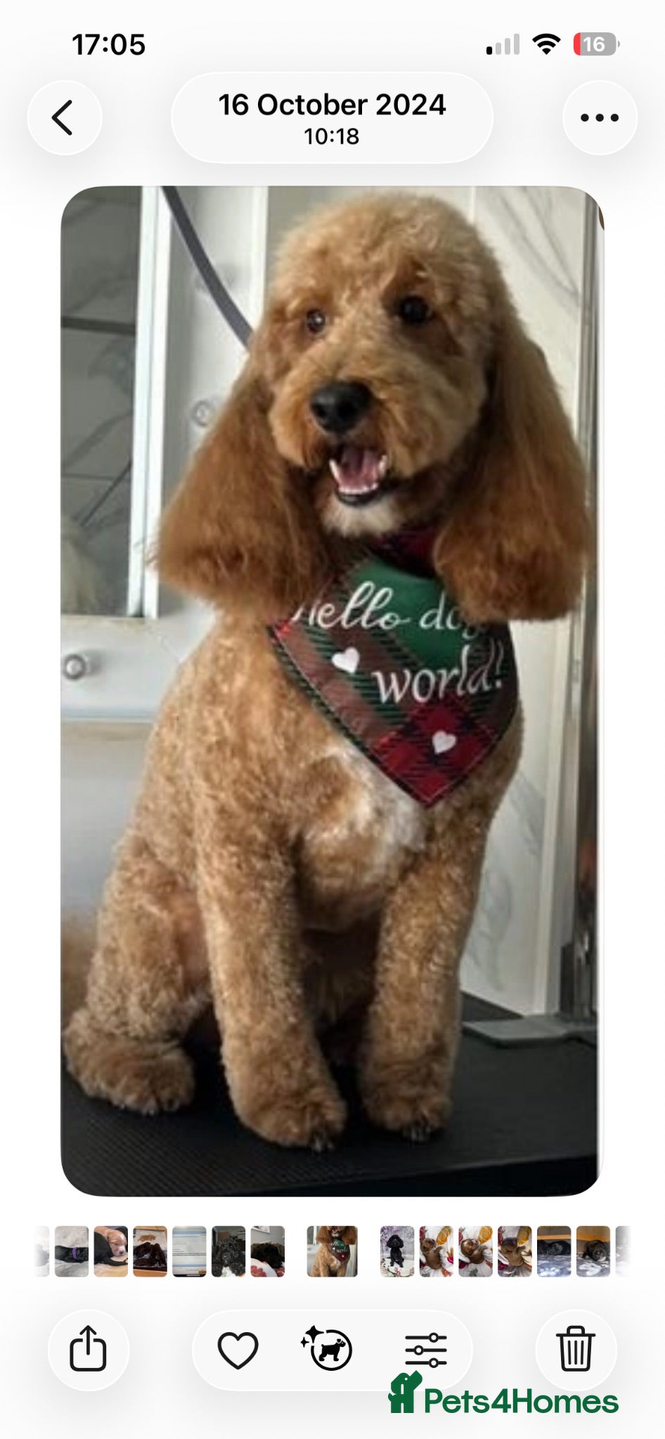 Cockapoo dogs 7 Miniature cockapoos viewings welcome - Advert 2