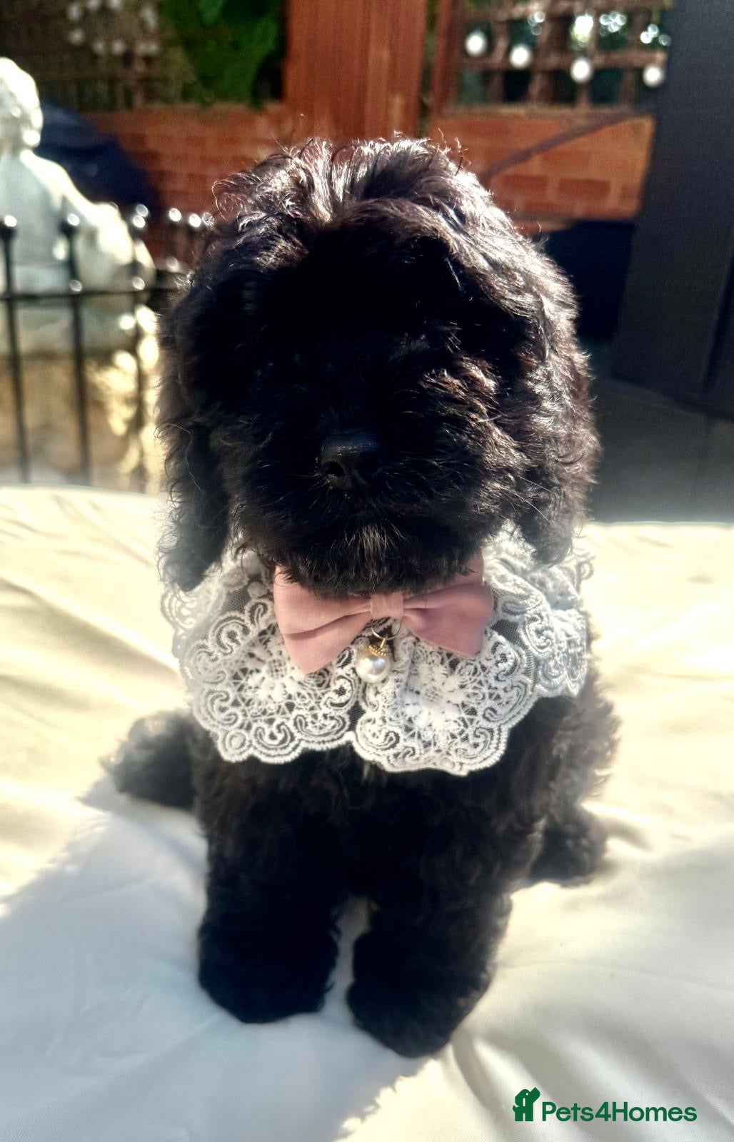 Cavapoo dogs Ready now, health tested F1 Cavapoos  - Advert 1