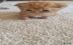 Domestic Shorthair cats for sale: Kittens  - Image 5