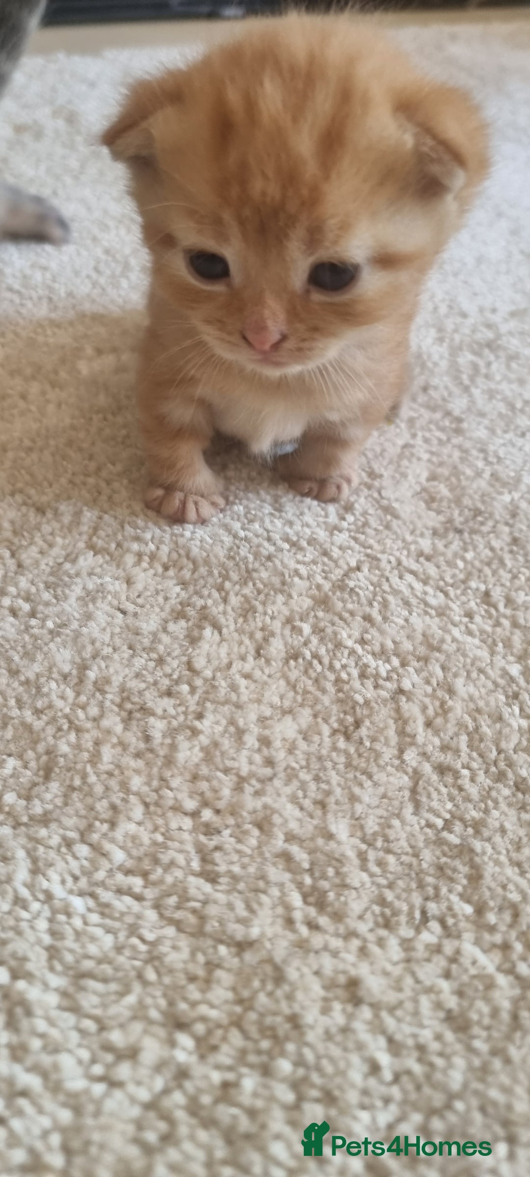 Domestic Shorthair cats for sale: Kittens  - Image 5