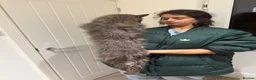 Maine Coon cats for sale: Proven TICA Active Blue Maine Coon Stud Goose � - Advert 5