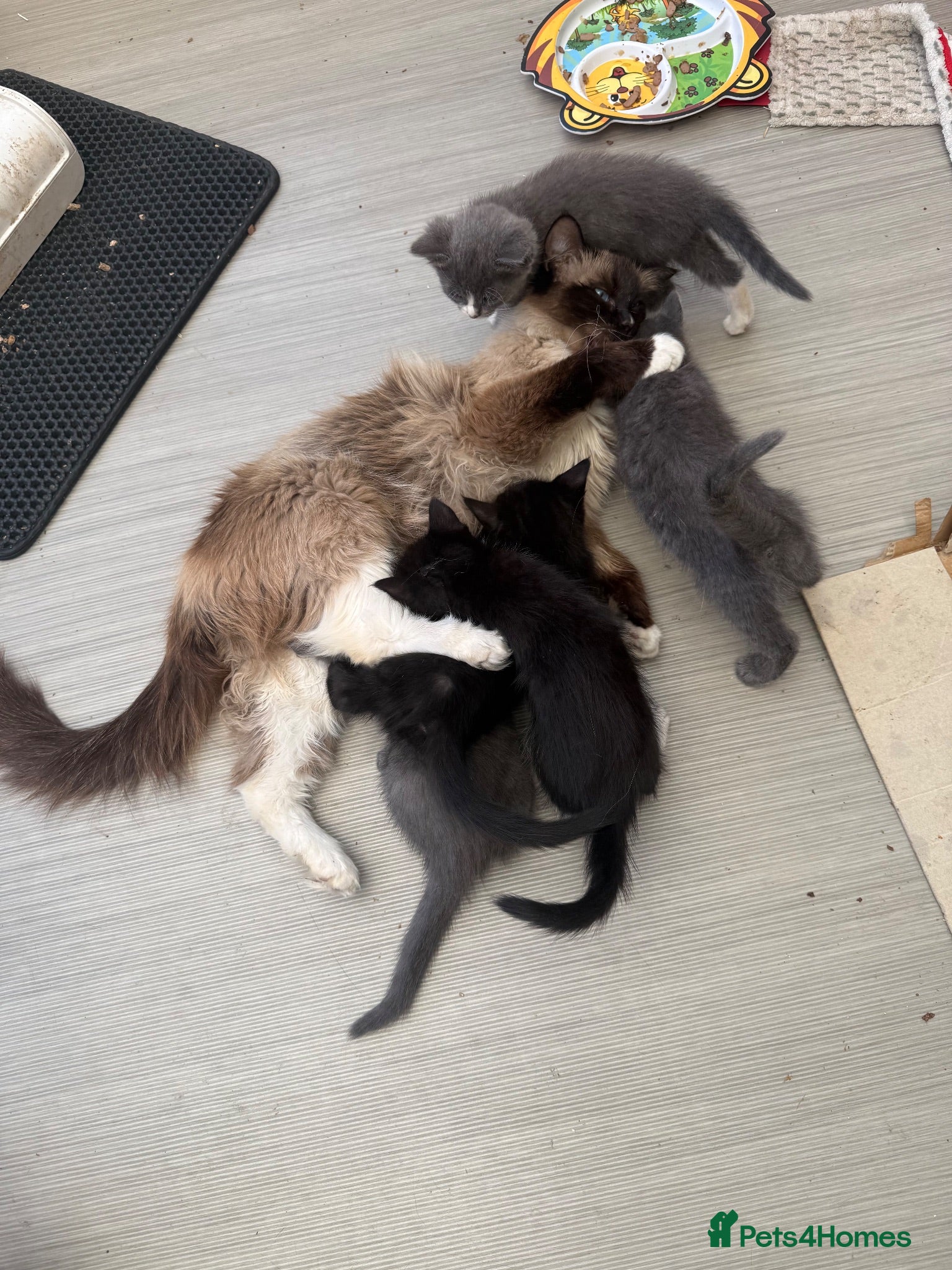 Mixed Breed cats Ragdoll / British Short Hair Kittens For Sale  - Advert 1