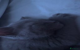 British Shorthair cats for sale: British Shorthair Kitten  - Image 4